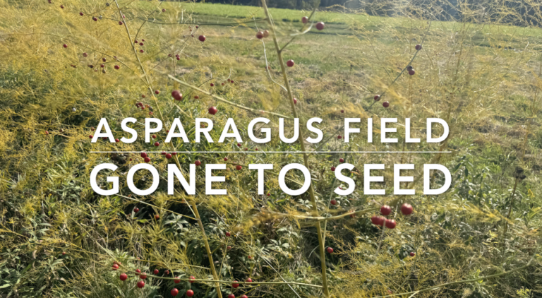 Asparagus Field Gone to seed